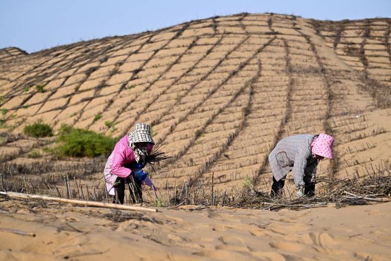 荒漠化治理