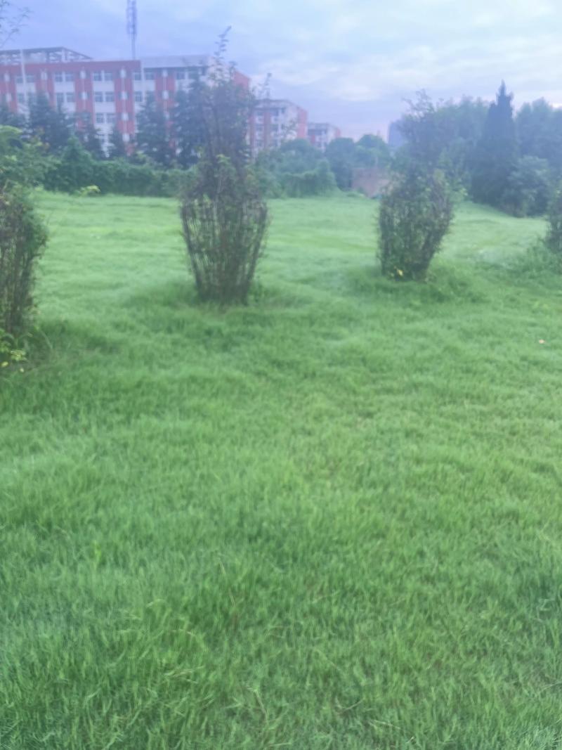 防沙治沙选购指南：如何选择合适的植被？
